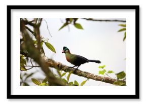 Ruwenzori turaco (Ruwenzorornis johnstoni) in Nyungwe National Park, Rwanda