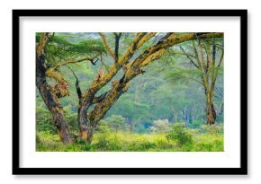 Lioness relaxing on Acacia tree branches in Nakuru National Park