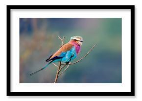 Colorful Lilac-breasted roller bird perched on tree branch