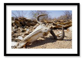 Wild animal carcass after a drought, africa