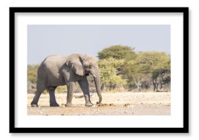 A lone African elephant bull walking through the dry landscape in Etosha National Park. 