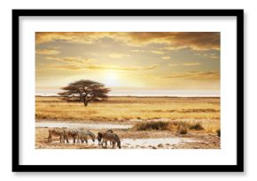 Safari