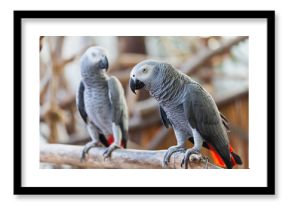 African Grey Parrot