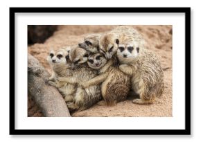 Meerkat.