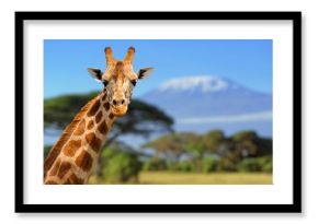Giraffe in front of Kilimanjaro mountain