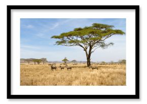 Zebra grazing in Serengeti