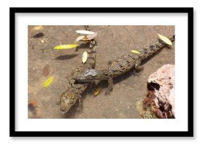 baby of a Nile Crocodile