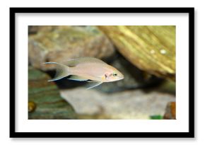 Princess cichlid (Neolamprologus brichardi )
