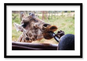 Giraffes in the AFEW Giraffe Centre, Nairobi, Kenya