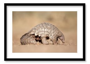 Pangolin digging for ants.