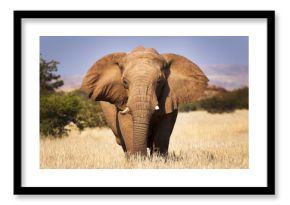 Elephant in the savannah, in Namibia, Africa, concept for traveling in Africa and Safari