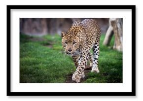 Leopard in front walking