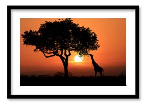 Large South African Giraffes at Sunset in Africa
