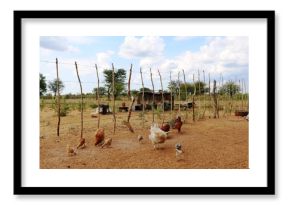 Free living Chicken at the San in Namibia, Africa 