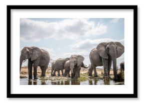 Drinking herd of Elephants.