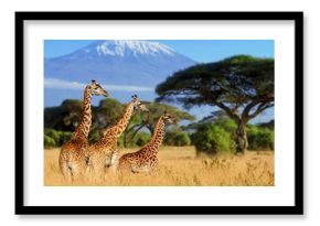 Three giraffe on Kilimanjaro mount background