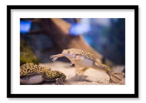 African clawed frog underwater in a clear mountain stream in south africa