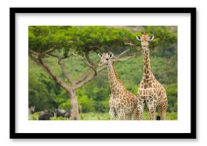 Two Giraffes and an Acacia Tree