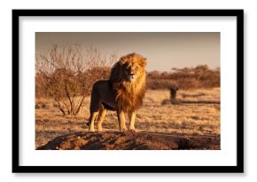 The Lion King stands on a hill