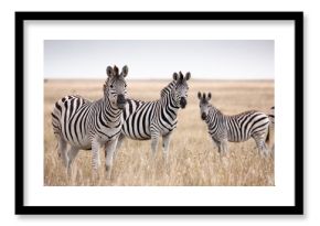 Zebras migration in Makgadikgadi Pans National Park - Botswana