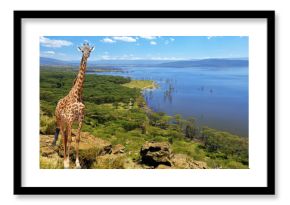 Close giraffe in National park of Kenya