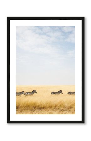Zebra in Africa With Copy Space