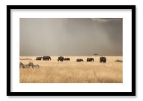 Stormy skies over the masai Mara with elephants and zebras