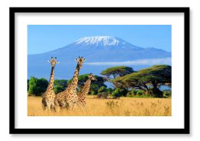 Three giraffe in National park of Kenya