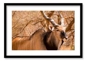 Giant eland in the Bandia Reserve, Senegal