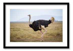 Running ostrich - Serengeti National park - Tanzania