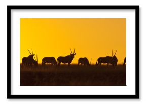 Namibia - Gemsbok at sunset
