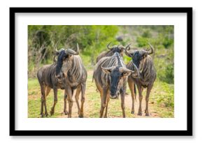 Wildebeests on African Safari