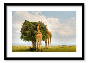 Two Giraffes in Masai Mara, Kenya