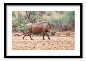 Warthog