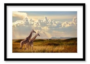 Group of giraffes in the Serengeti National Park. Sunset background. Sky with rays of light in the African savannah. Beautiful african cloudscape.