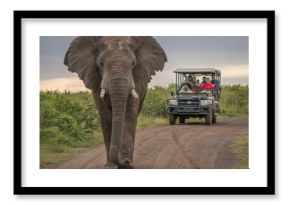 The Mighty Elephant