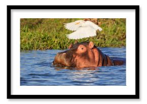 Hippopotamus (Hippos) in Liwonde N.P. - Malawi