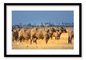 Buffalos herd in Liwonde N.P. - Malawi