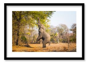 Eating elephant in Liwonde N.P. - Malawi