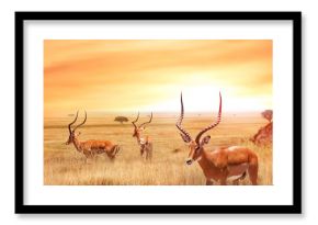 Lonely antelope in the African savanna against a beautiful sunset. African landscape. Serengeti national park.