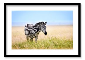 African zebra in long grass, Masai Mara, Kenya
