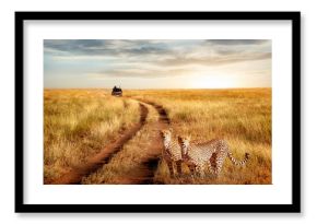 Group of cheetah in the Serengeti National Park on a sunset background. Wildlife natural image.  African safari.