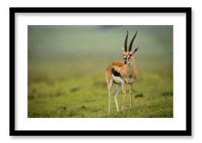 Thomson gazelle turns head on grassy slope