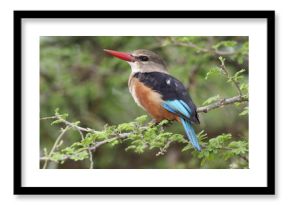Chestnut-bellied kingfisher, Todiramphus farquhari