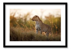 African leopard female pose in beautiful evening light. Amazing leopard in the nature habitat. Wildlife scene with dangerous beast. Hot weather in Africa. Panthera pardus pardus.