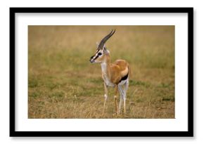 Gazelle de Thomson, Eudorcas thomsonii