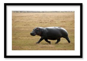 Hippos runs to water in the Ngorongoro Crater, Tanzania