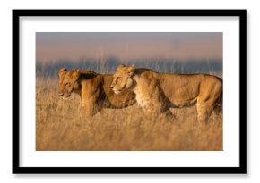 Panorama of lionesses walking side-by-side in grass