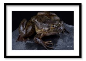 Cameroon slippery frog (Conraua robusta)