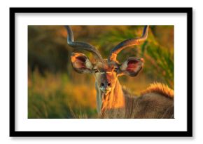 Front view of portrait of male Greater kudu, a species of antelope at sunset light. Game drive safari in iSimangaliso Wetland Park, South Africa. Tragelaphus Strepsiceros species.